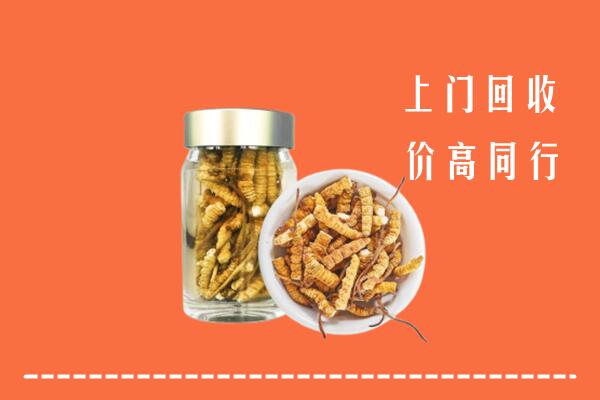 上海回收冬虫夏草